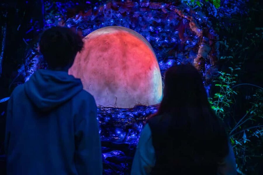Queenstown: Whimsical Sensory Night Walk at LUMA Enchanted - Price and Logistics: Is $35 Worth It?
