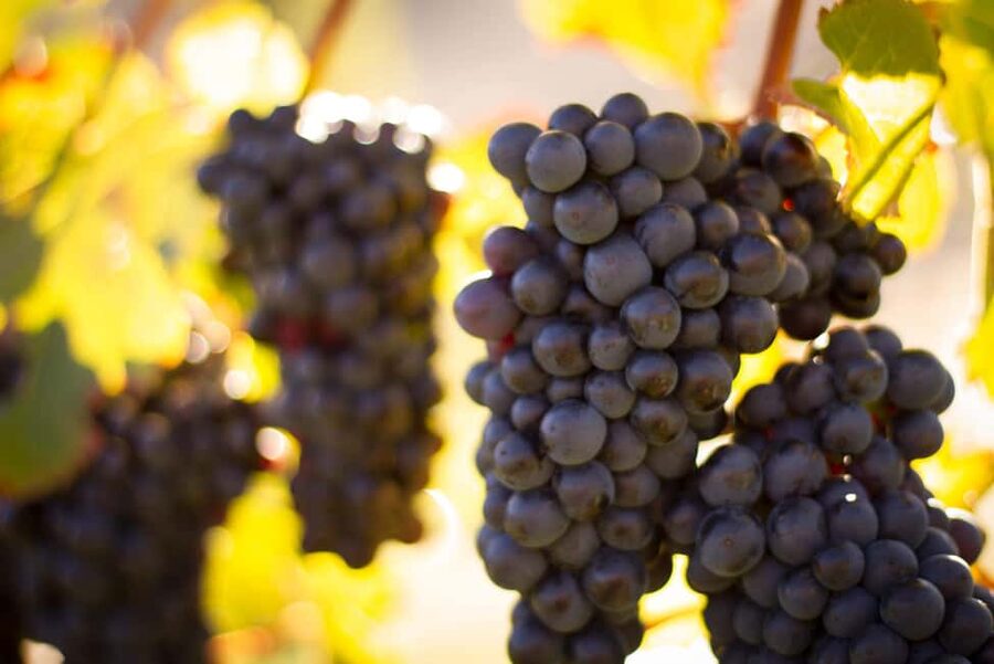 Queenstown: Wine & Food Tour, Scenic Tastings & Paired Lunch - Who should book this Queenstown wine-and-food tour
