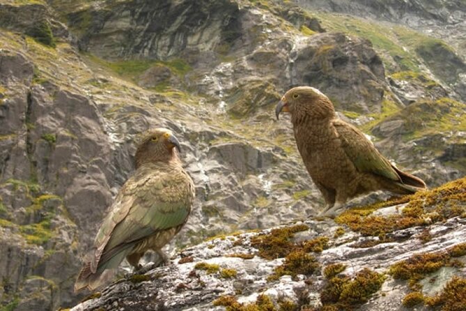 Rob Roy Glacier Guided Walk - Pace, Terrain, and Fitness: Plan Like This Is a Real Hike