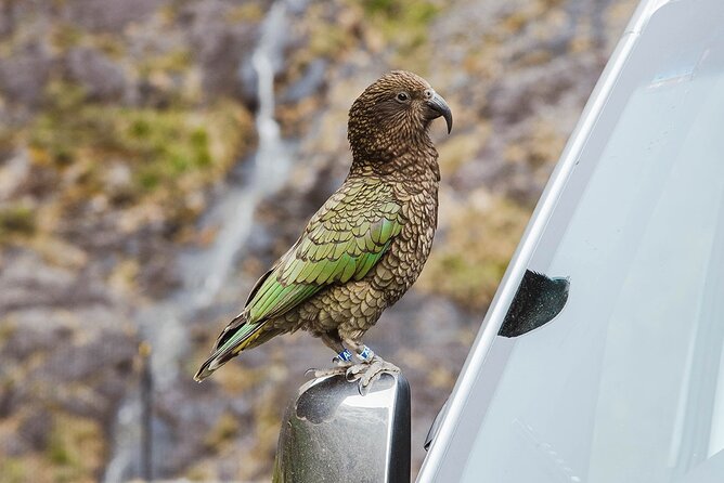 Small Group, Award Winning Milford Sound Day Experience & Cruise - Guides who make the day feel tighter (not looser)