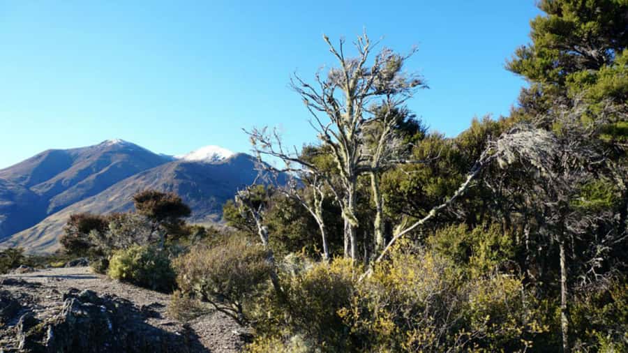Stevensons Island 2-Hour Cruise and Nature Walk - Meeting point: where to find the big white catamaran