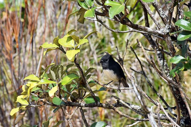 Stewart Island Fly Explore Fly ex Queenstown by Glenorchy Air - Should you book this Stewart Island flight day trip?