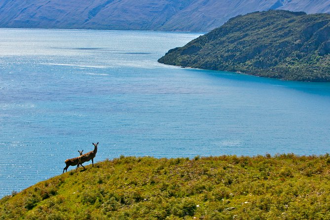 Wanaka High Country Walk - Why the Wanaka High Country Walk feels different from a standard hike